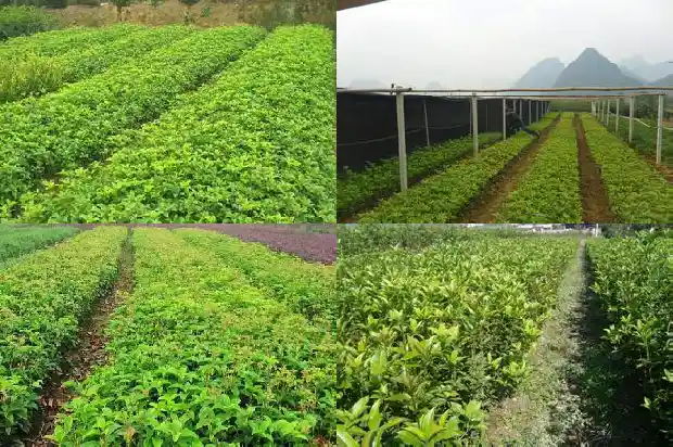 桂花几月开几月落1686099432244