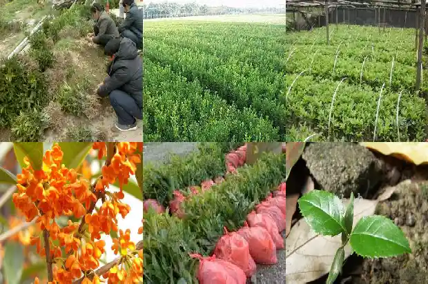 桂花几月开几月落1686099432291