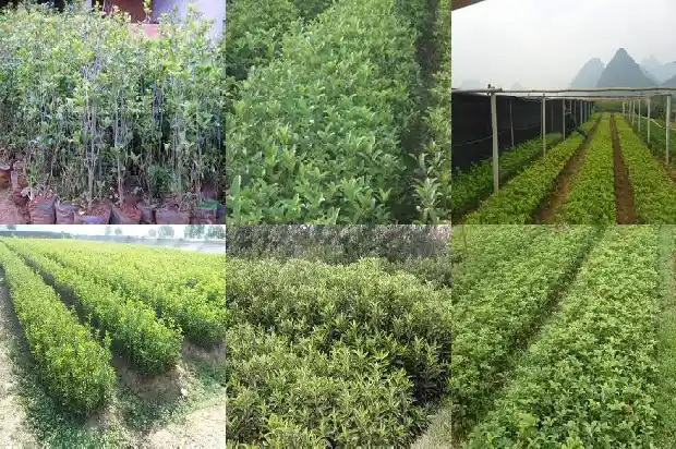桂花几月开几月落1686099432339