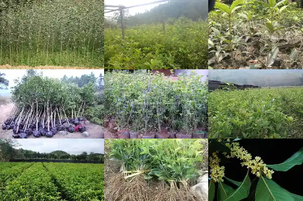 桂花几月开打一数字1686099441913