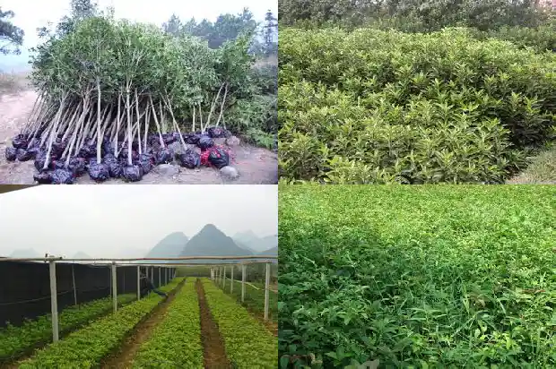 桂花花开在哪个月份1686099466296
