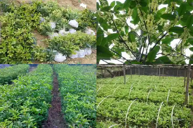 桂花花开在哪个月份1686099466392