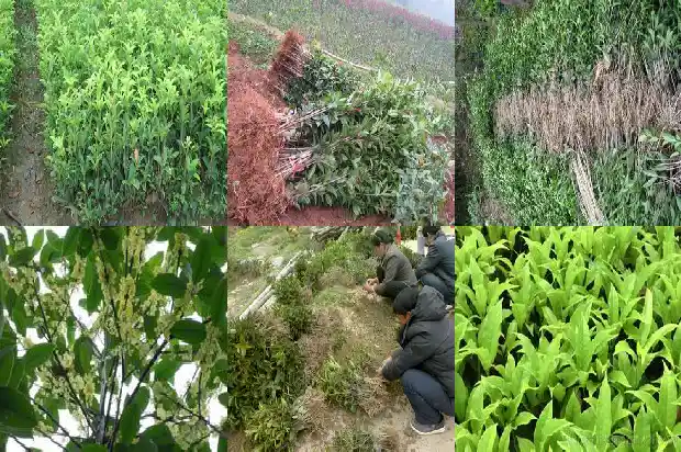 桂花哪个月开花最多1686099476135