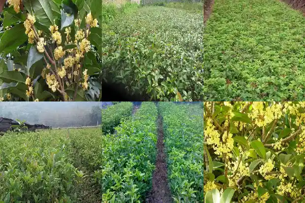 桂花树苗价位多少钱一棵1689985634969