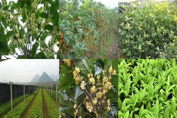 桂花树几月才会开花结果呢1686099493479