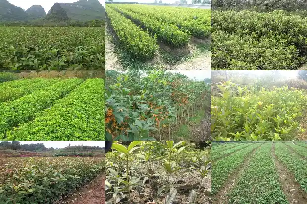 桂花树几月才会开花结果呢1686099493527