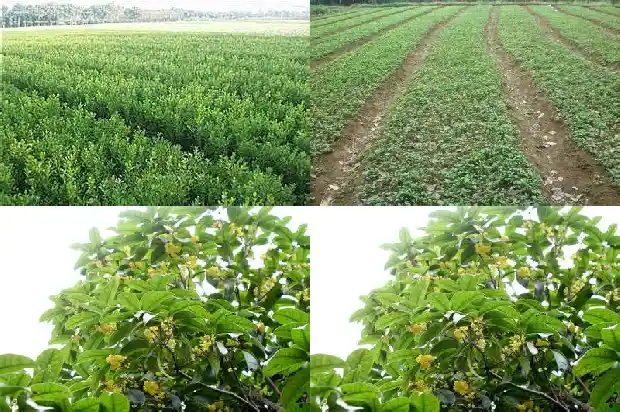 桂花树几月才会开花结果呢1686099493575