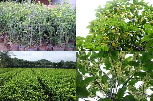 月月桂花树的花的形状是什么?1690245373059