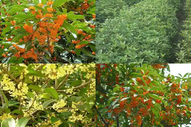 桂花树在几月开放1686099505512