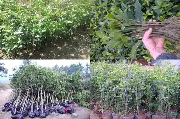 桂花树在几月开放1686099505560