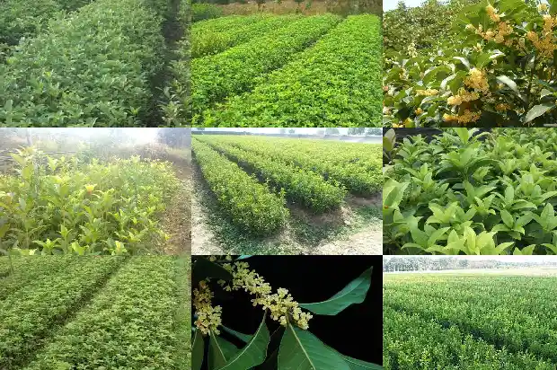 桂花树几月开始发芽1686099517823