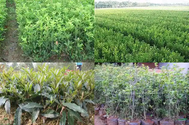 桂花树几月开始发芽1686099517870