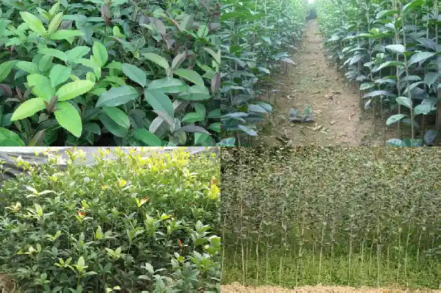 桂花树几月开始发芽1686099517918