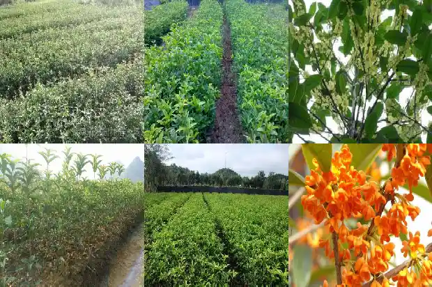 桂花树几月开挂1686099529963