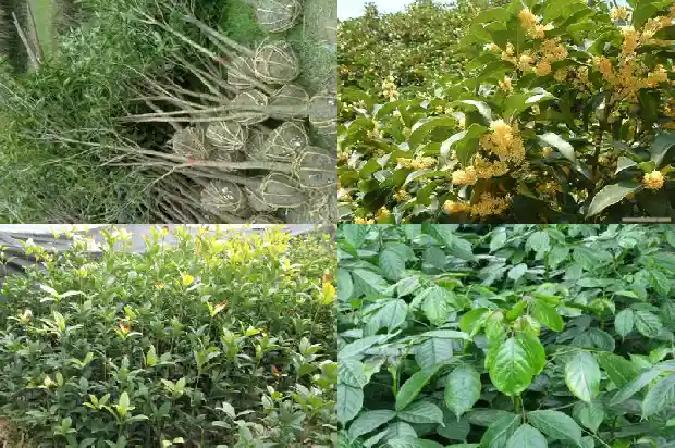 桂花树开花是几月开1686099540277