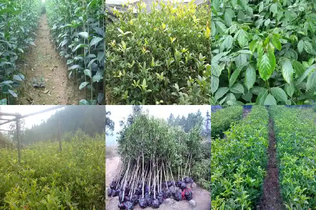 桂花树开花是几月开1686099540325