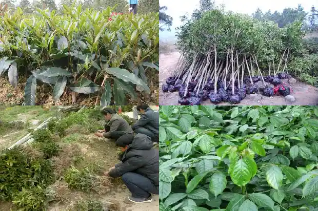 丁香桂花泡水喝的危害有哪些1689035329578