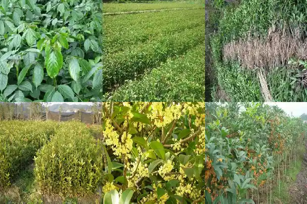 院里种桂花树栽到哪个位置1686099584113