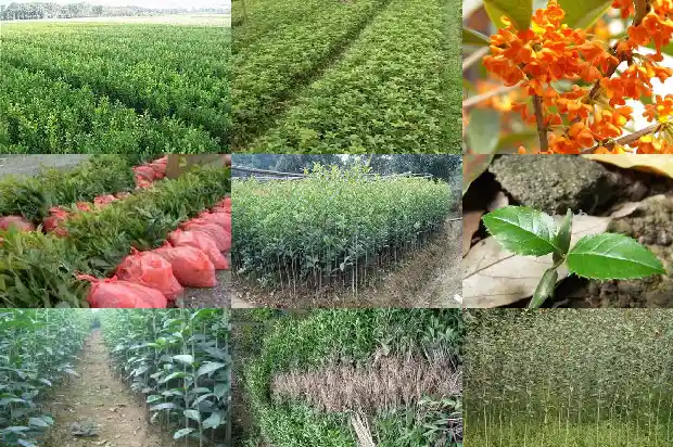 院里种桂花树栽到哪个位置1686099584161