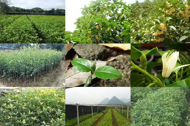 门前桂花树好不好养活1686099595872