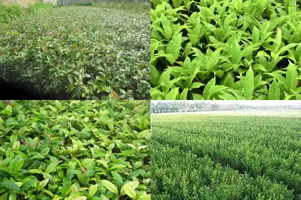 门前桂花树好不好养活1686099595919