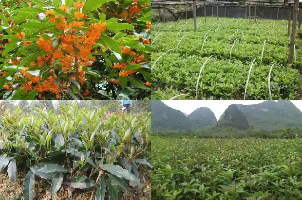 桂花树上长着香香的桂花1686099632527