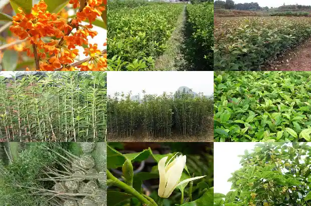 桂花树上长着香香的桂花1686099632575