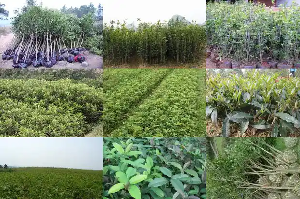 桂花树上长着香香的桂花1686099632623