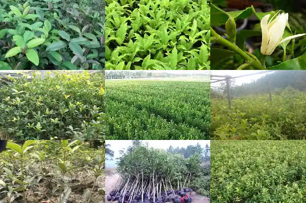 十月还有桂花香吗1686099654709