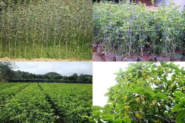 十月还有桂花香吗1686099654756