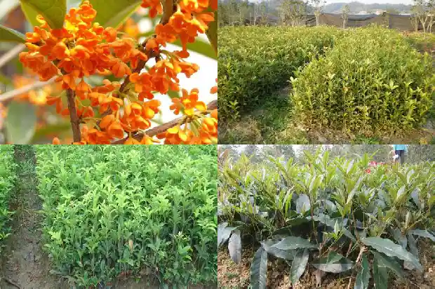 十月份的桂花香1686099673331