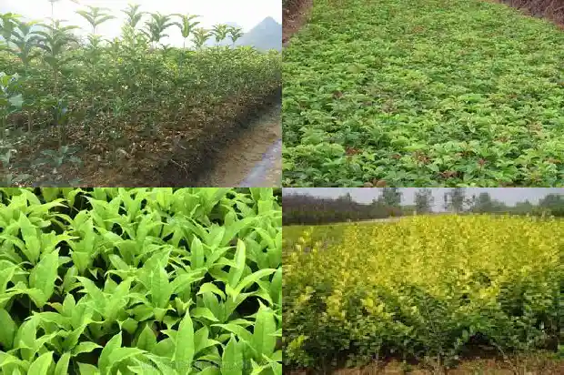 月月桂花开花有香味吗1686099685089