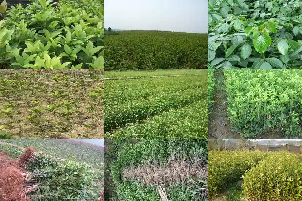 月月桂花开花有香味吗1686099685137