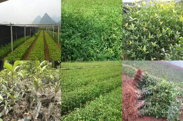 月桂花的香味1686099693675