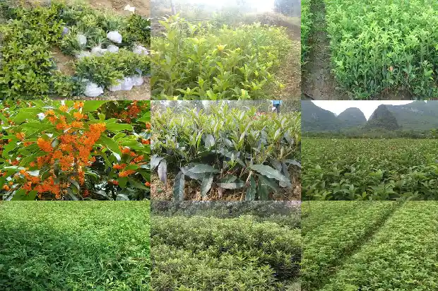 桂花树是不是香叶树1686099706119