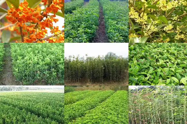 桂花树是不是香叶树1686099706167