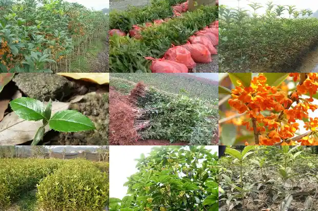 桂花树是不是香叶树1686099706215