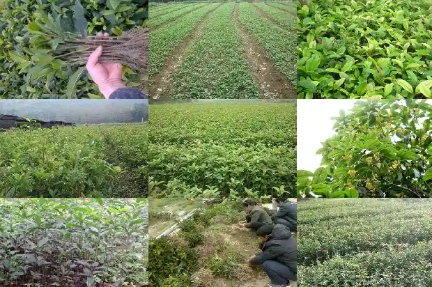 桂花树是不是香叶树1686099706263