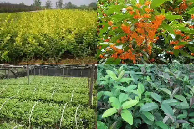 月桂与桂花树的区别是什么1686099725860