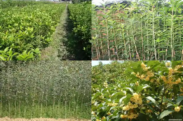 月桂与桂花树的区别是什么1686099725908