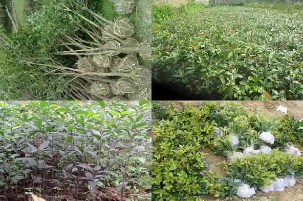 月桂与桂花树有何区别和功效1686099733581