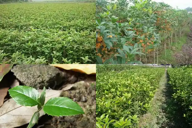 月桂叶是不是桂花树叶?1686099753331