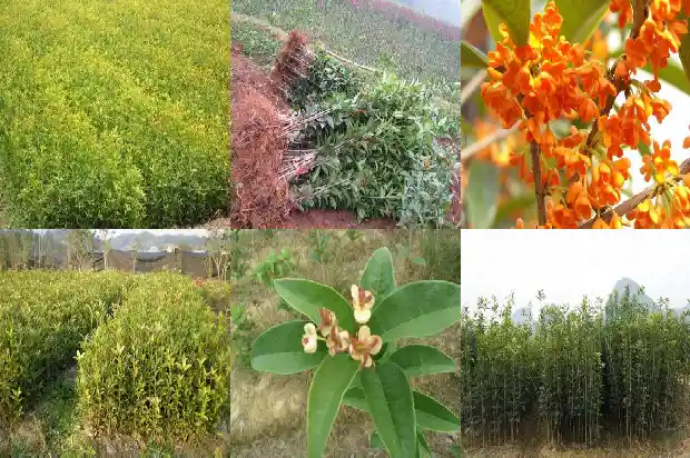 月桂叶是不是桂花树叶?1686099753379