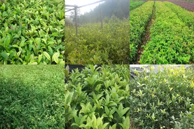 月桂叶是不是桂花树叶?1686099753427