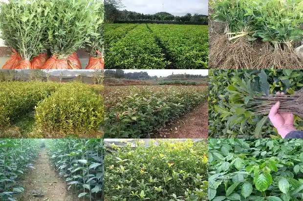 月桂叶是不是桂花树叶?1686099753475
