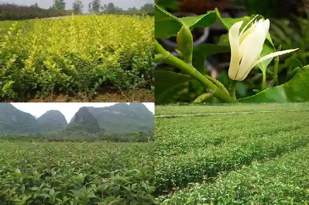 高杆桂花树价格和开花怎么样区别1689838374989