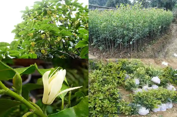 桂花树批发价格表大全1689838068719