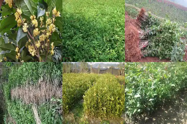 金桂花树多少钱一棵1689640031700
