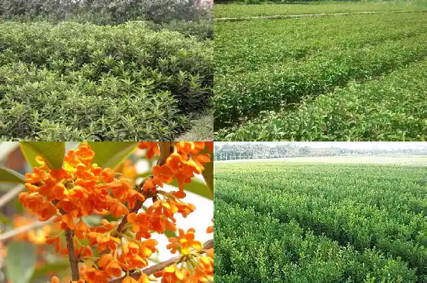 月桂花期多久1686099792043