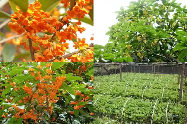月桂花期多久1686099792091